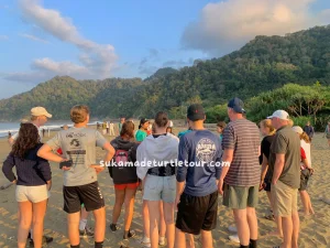 Jeep 4WD crossing river to Sukamade Beach atau Baby turtle release at Sukamade